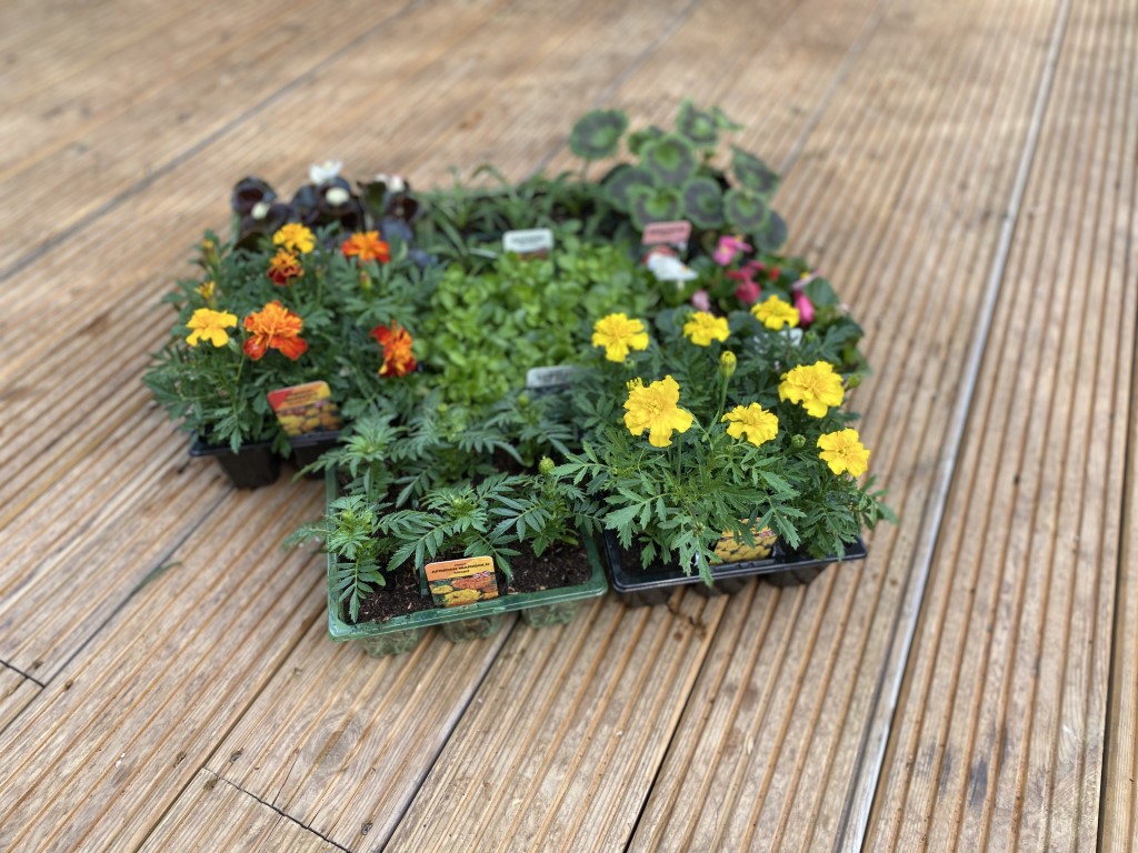 Mix Bedding Plants x8 packs Bedford